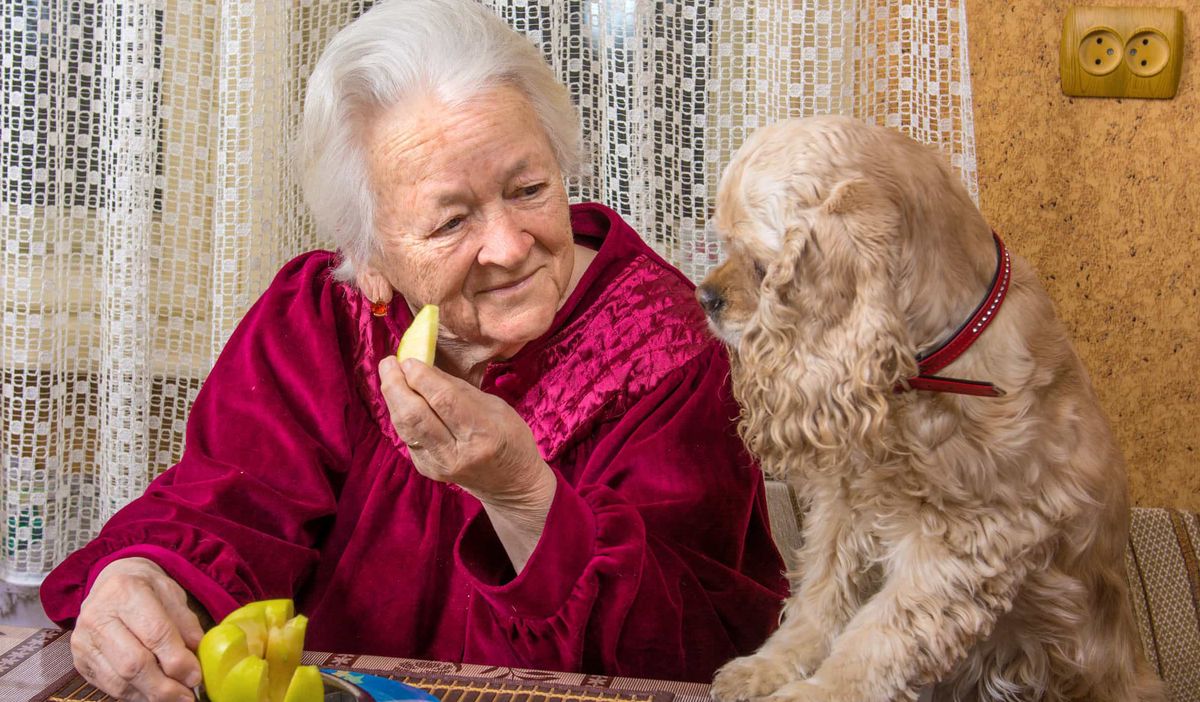 Los perros son una gran compa&ntilde;&iacute;a para los adultos mayores y evitan el sentimiento de soledad