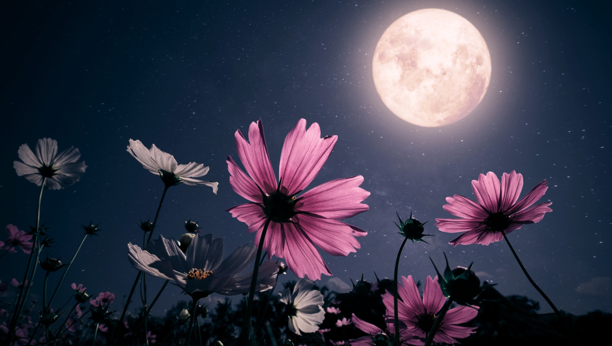 Recientemente, la astronomía ha estado en el centro de la escena cuando un meteorito iluminó el cielo en España y Portugal