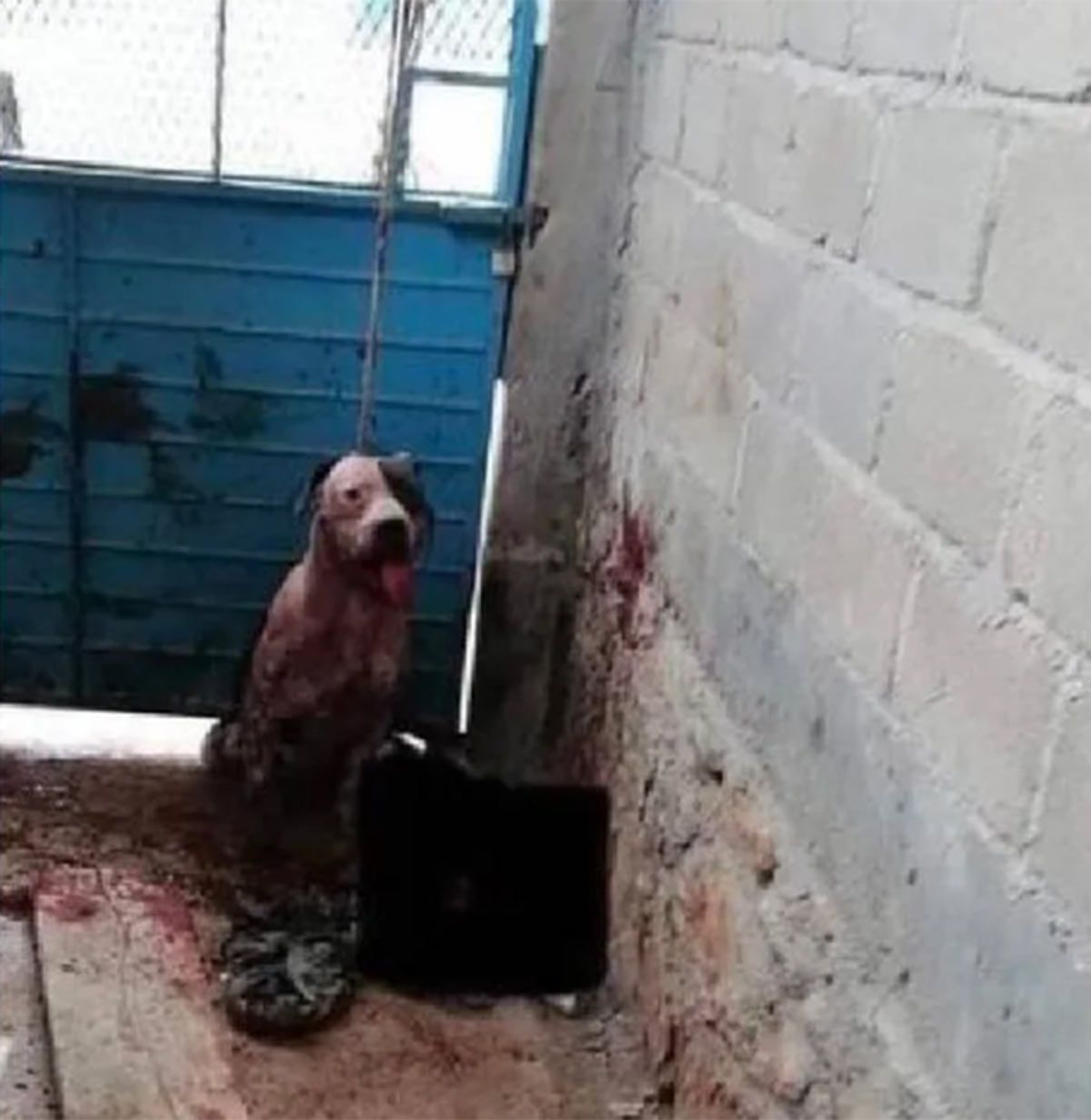El Pitbull que atacó a un ladrón en México. Se ven las manchas de sangre en la pared.