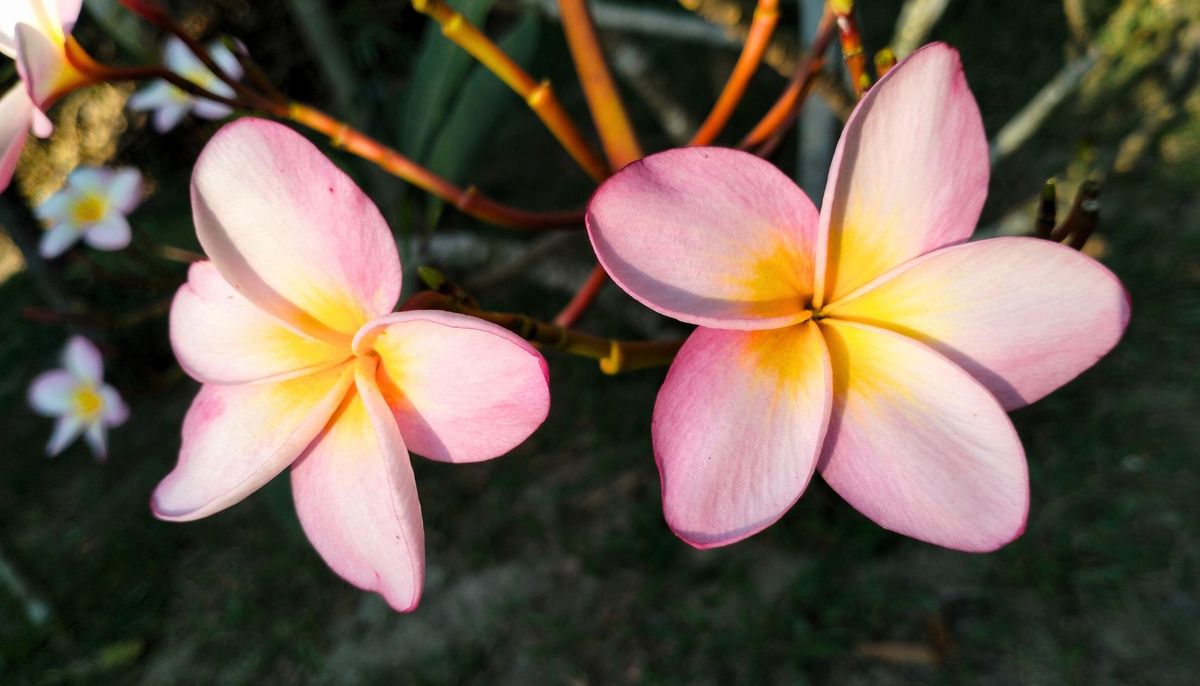Se cultiva en maceta: el árbol tropical que tiene flores fragantes y llena de perfume el jardín