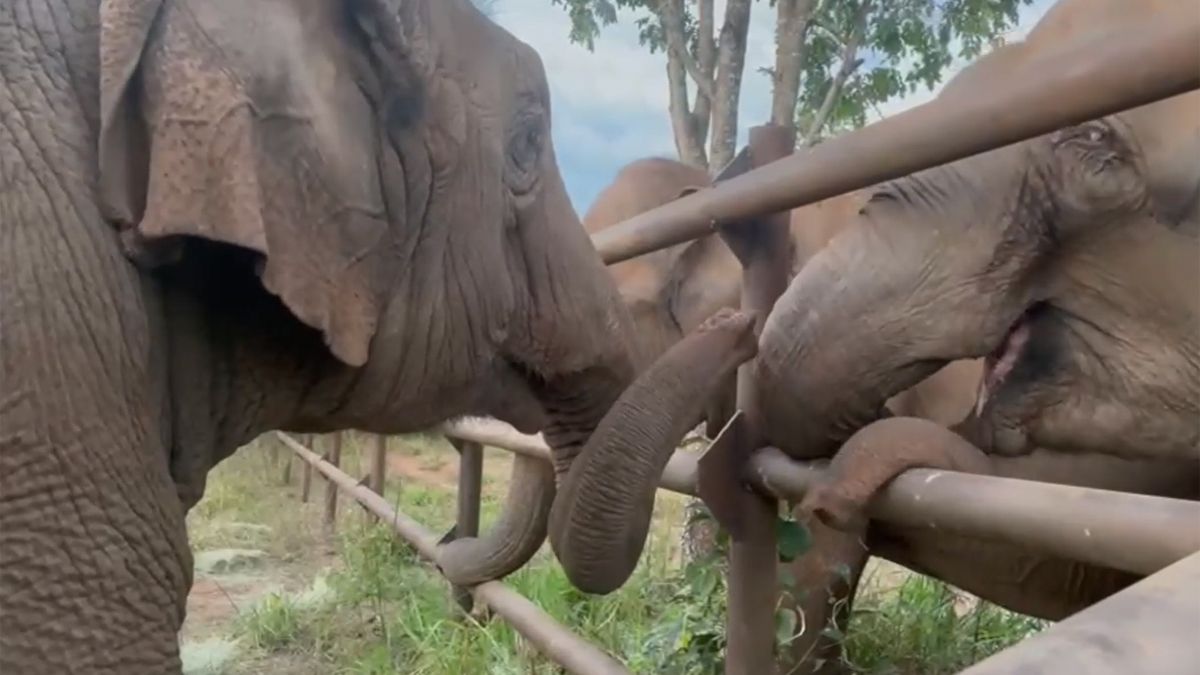 Pocha y Guillermina interactuaron con las otras elefantas residentes del Santuario de Brasil.