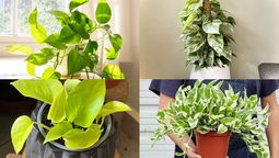 Cómo elegir la mejor planta de potus para tu hogar.&nbsp;