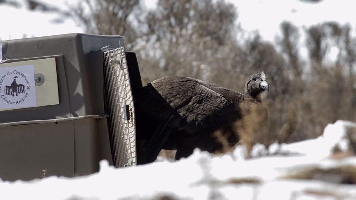 Se busca reforzar el cuidado del cóndor andino. Se busca reforzar el cuidado del cóndor andino.