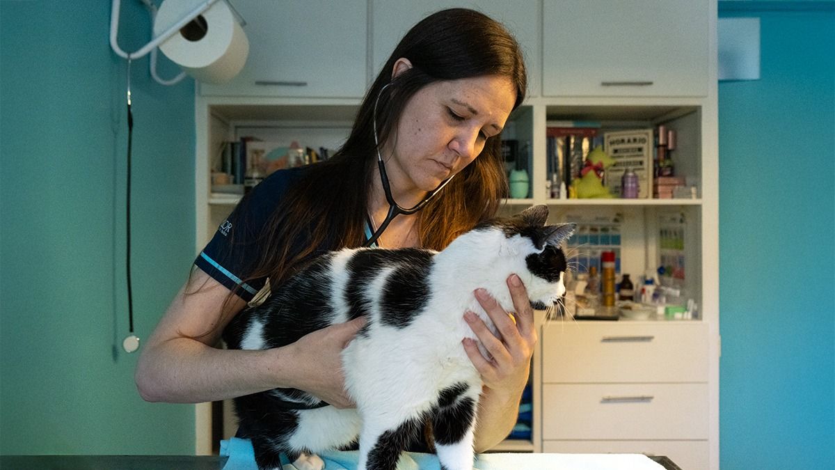 Luciana atiende con mucha delicadeza y amor a cada gato que llega a su veterinaria de Godoy Cruz. Luciana atiende con mucha delicadeza y amor a cada gato que llega a su veterinaria de Godoy Cruz.