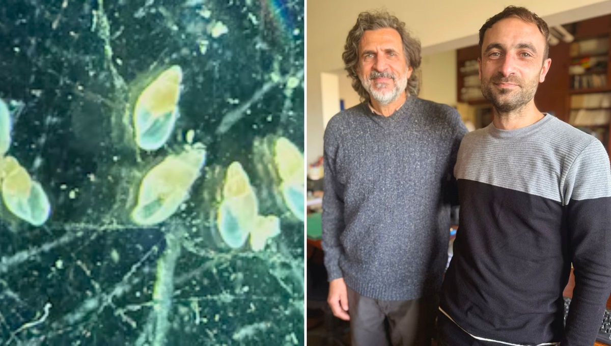 Los científicos Guido Pastorino y Javier Di Luca hicieron la descripción de la especie y decidieron homenajear a Maradona Los científicos Guido Pastorino y Javier Di Luca hicieron la descripción de la especie y decidieron homenajear a Maradona