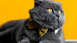 Qué raza de gato serías, según la astrología.