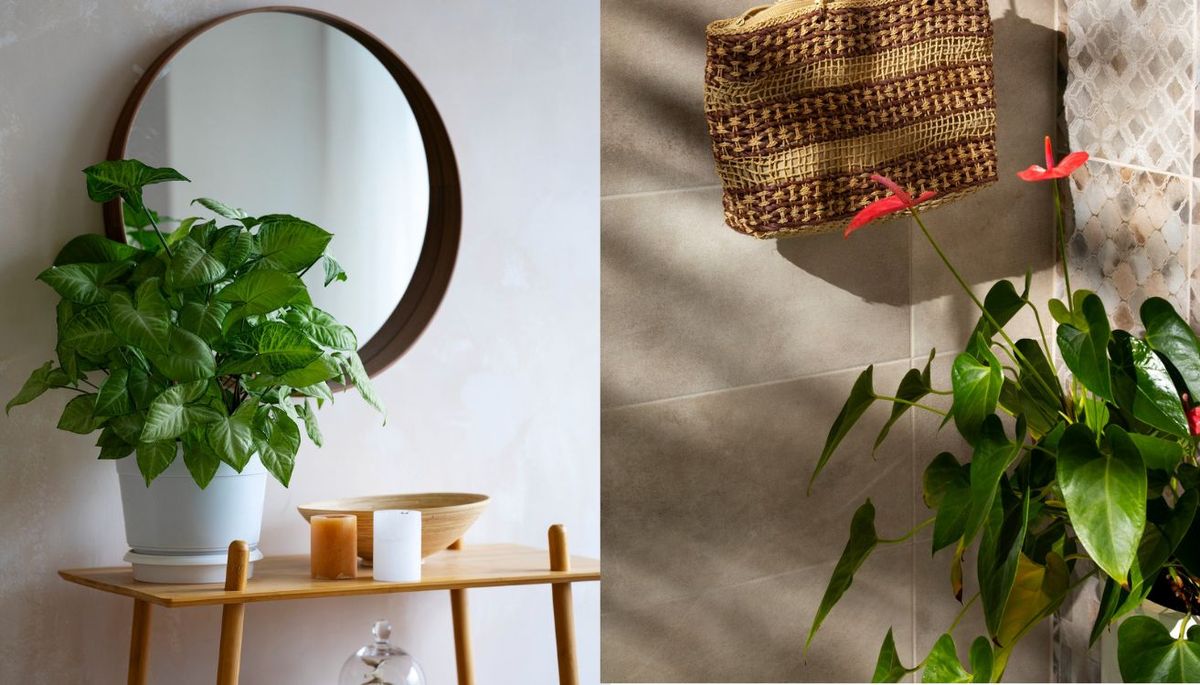 ¿Quieres decorar el baño con plantas? Imagen: Pixabay.