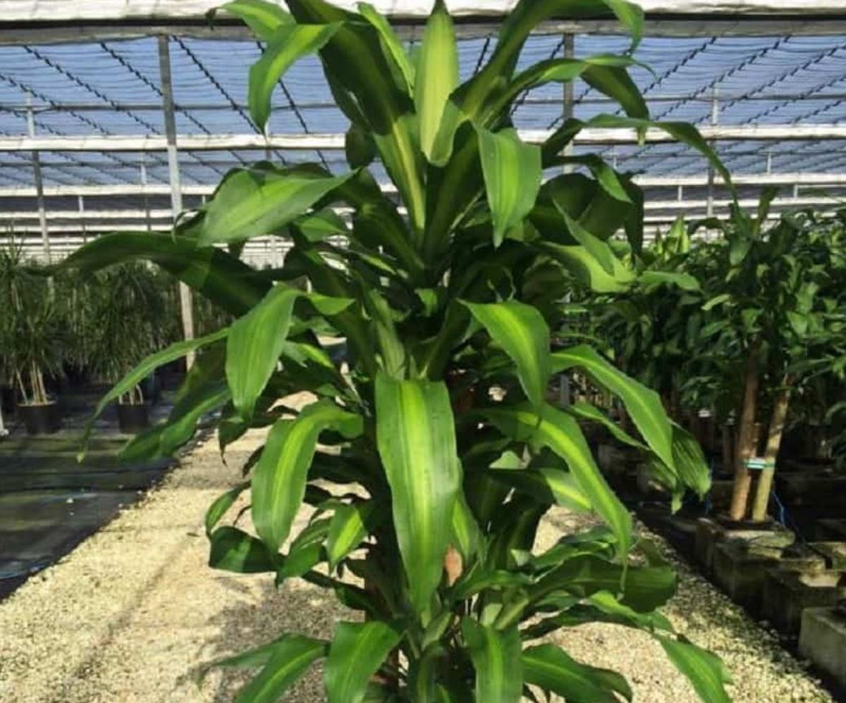 Beneficio de tener la planta palo de agua, atrae el dinero y la fortuna. Beneficio de tener la planta palo de agua, atrae el dinero y la fortuna.