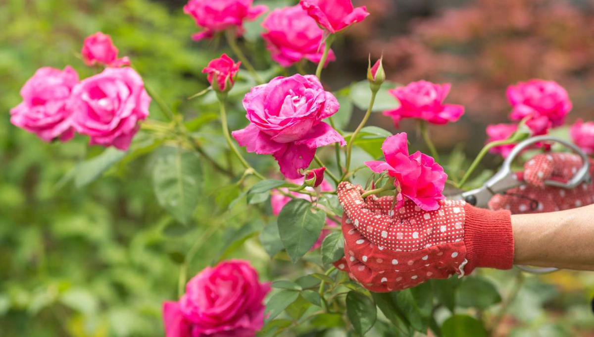 Qué significa tener rosas en casa: los beneficios del Feng Shui