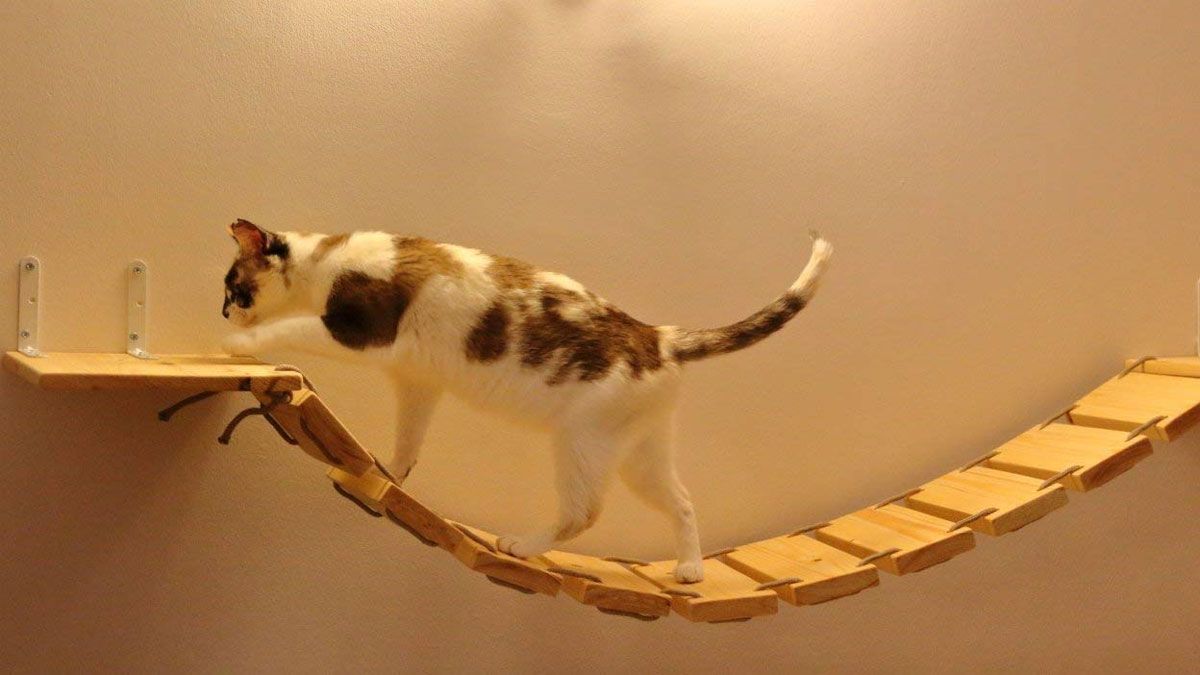 Los gatos aman a sus dueños, aunque no lo demuestren