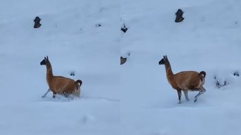 Un guanaco sorprendió a un camionero al correr junto a la ruta en medio de la nieve