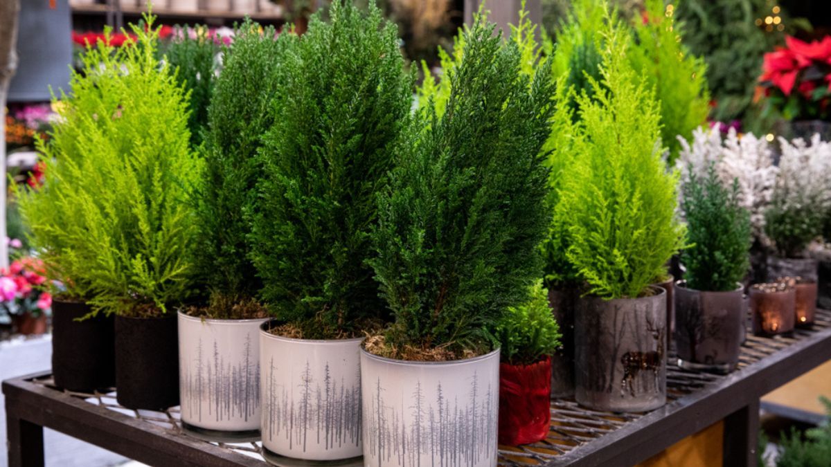 Adiós plantas de interior: conocé el elegante árbol que crece en maceta y desprende un agradable aroma cítrico