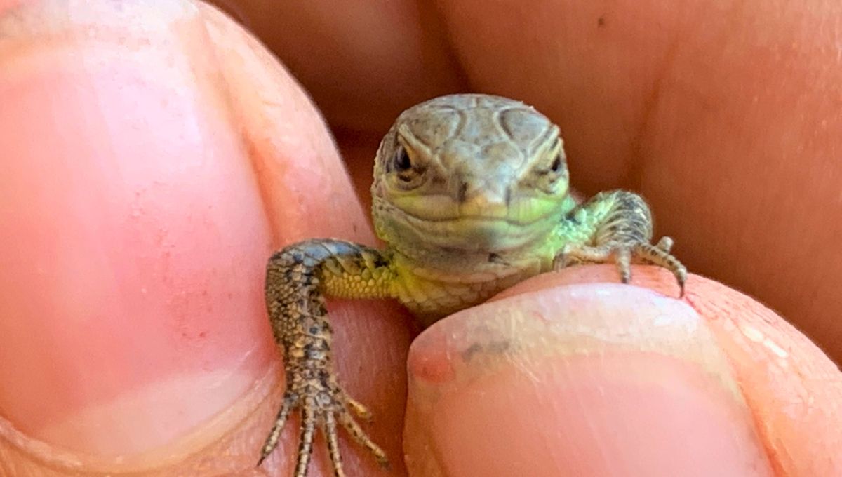 ¿Qué significa?: te explico por qué aparecen lagartijas en el patio de tu casa