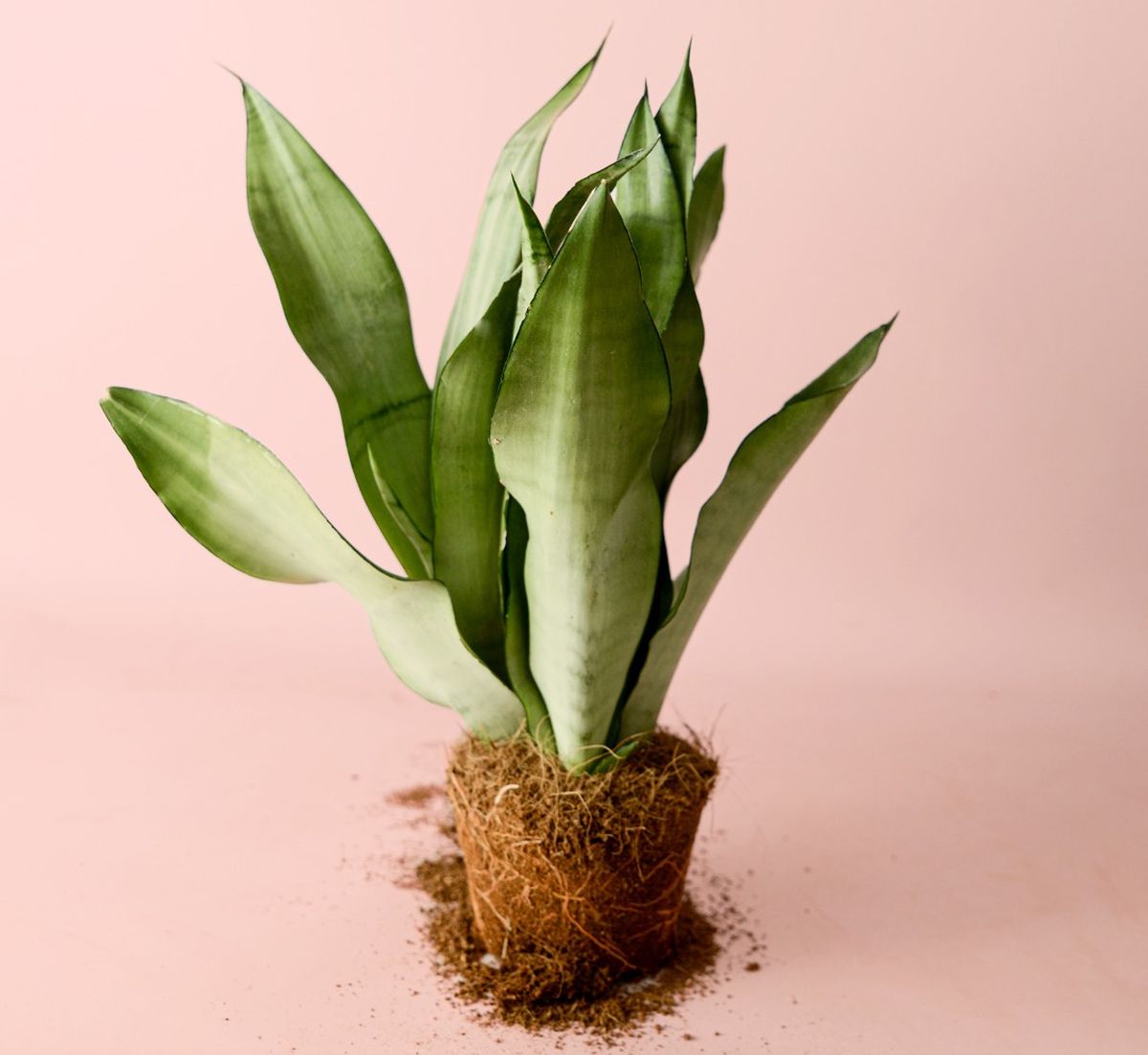 Otra de las variedades elegantes que podés tener en la sala. Otra de las variedades elegantes que podés tener en la sala.