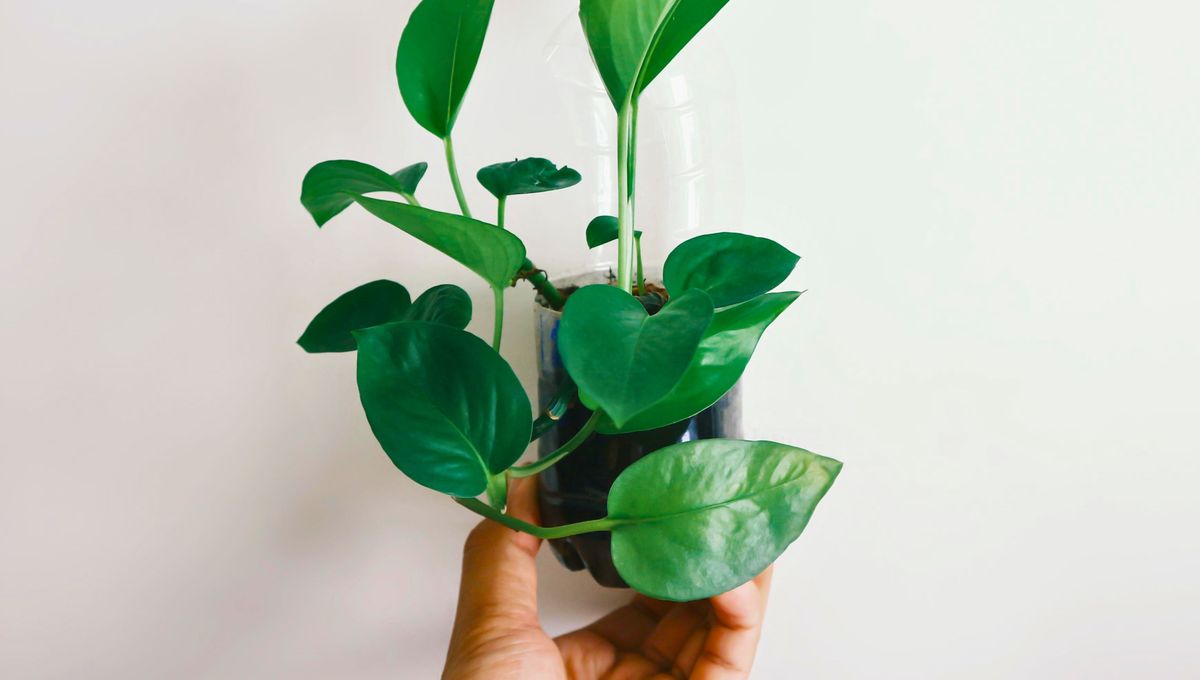 Una planta hermosa y de fácil cuidado. Una planta hermosa y de fácil cuidado. 