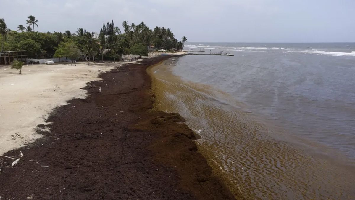 Playa completamente cubierta de sargazo, en Guayacanes (República Dominicana), en el Caribe. Crédito: EFE/Orlando Barría.