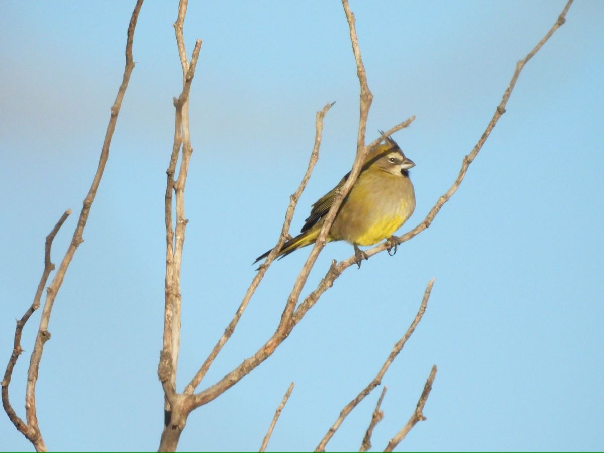 Se estima que solo quedan entre 1.500 y 3.000 ejemplares de cardenales amarillos en estado silvestre. Se estima que solo quedan entre 1.500 y 3.000 ejemplares de cardenales amarillos en estado silvestre.