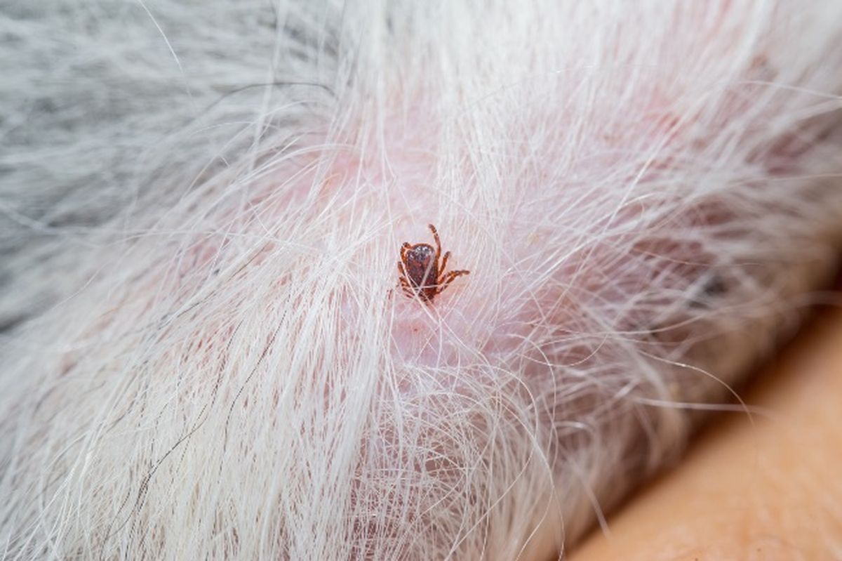 Las garrapatas pueden modificar su color dr&aacute;sticamente.&nbsp;