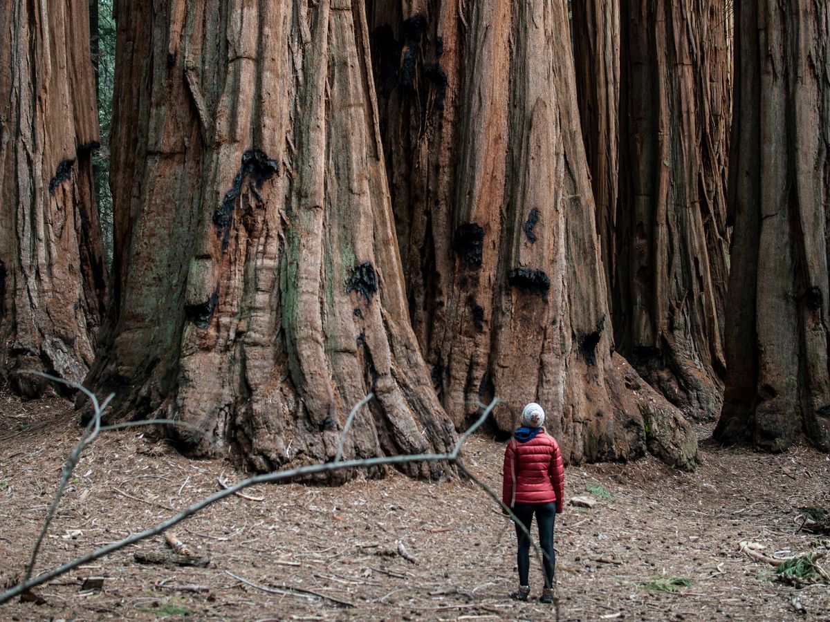 Especialistas se sorprenden ante el descubrimiento del árbol más alto de Sudamérica Especialistas se sorprenden ante el descubrimiento del árbol más alto de Sudamérica
