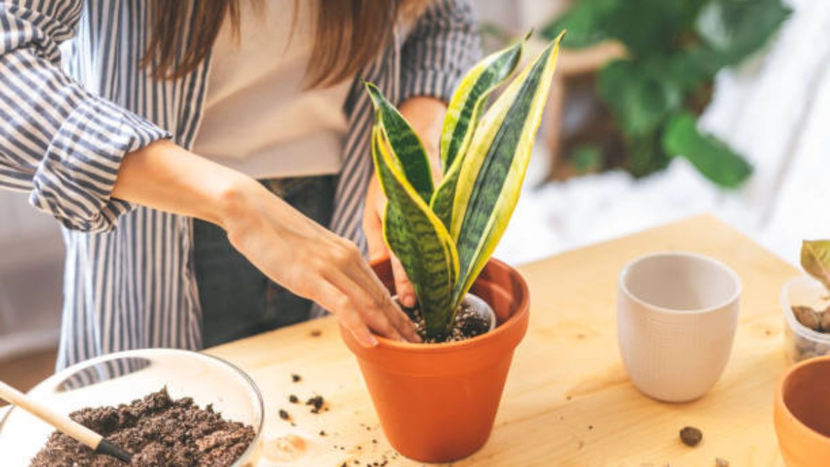 Estos son los beneficios que ofrece la sansevieria. 