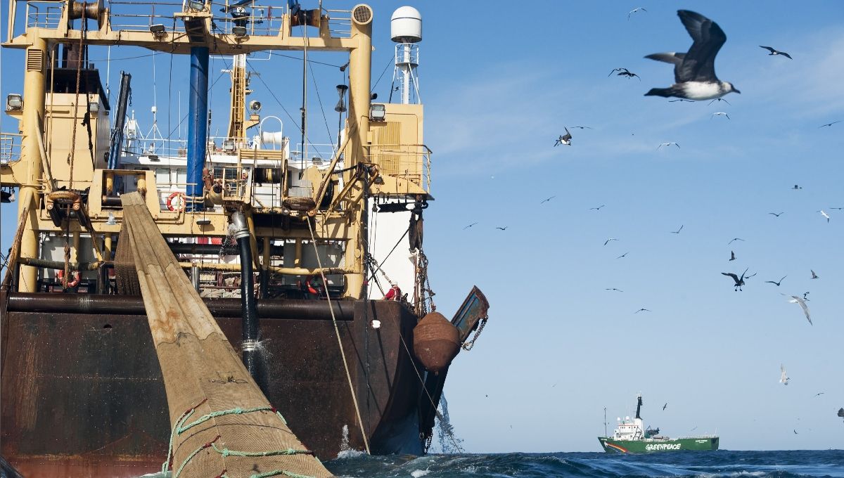 El Ministro de Interior reconoció que la reforma pesquera tendrá modificaciones en la Ley Ómnibus.(Foto: Greenpeace)