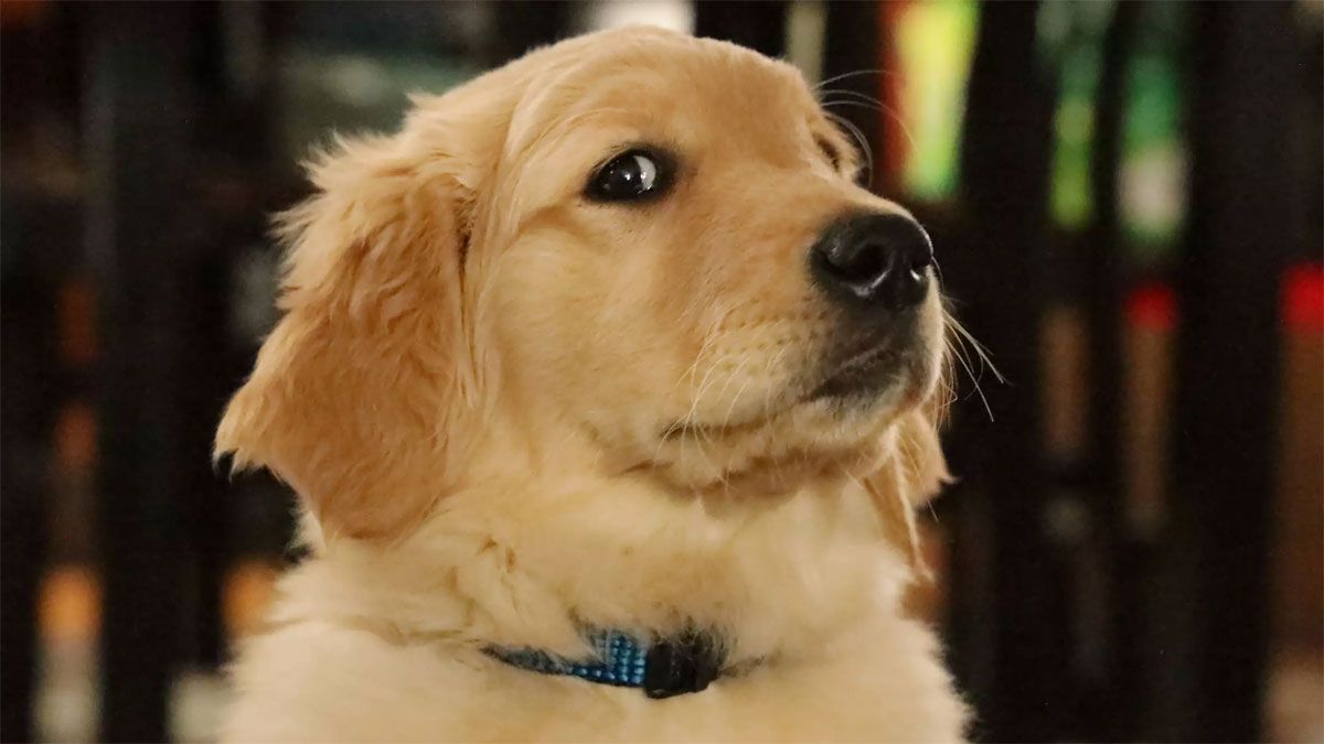 Los perros tienen un metabolismo más rápido, lo que disminuye su esperanza de vida al consumir mucha más energía.