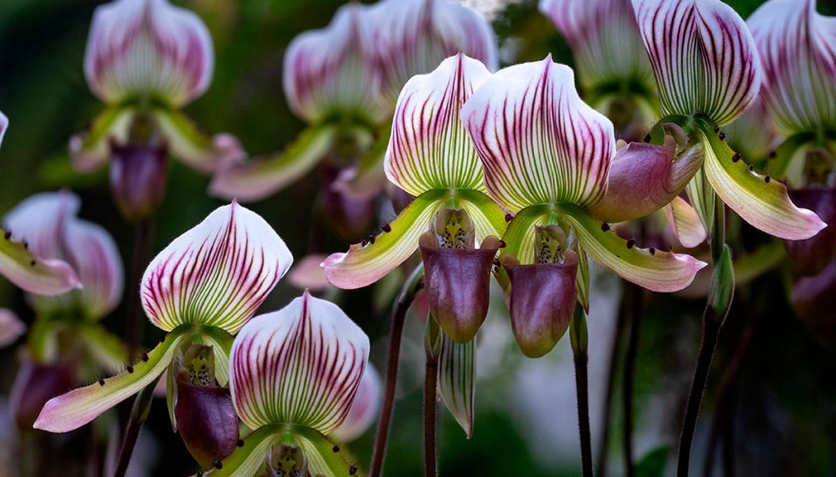 Cómo cultivar una orquídea en casa con éxito. Imagen: Pixabay Cómo cultivar una orquídea en casa con éxito. Imagen: Pixabay