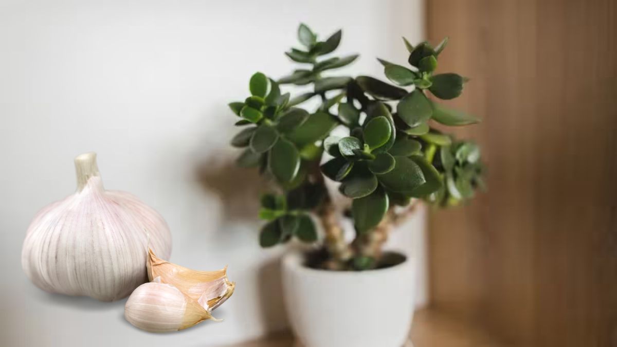 Árbol de Jade: fortalece tu planta usando solo ajo