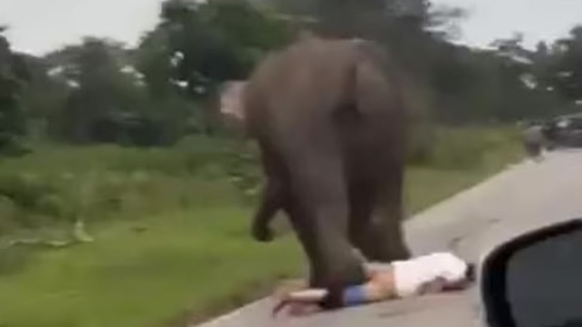 El turista que fue atacado por el elefante en la reserva del parque Bandipur sufrió graves heridas y fue llevado a un hospital El turista que fue atacado por el elefante en la reserva del parque Bandipur sufrió graves heridas y fue llevado a un hospital