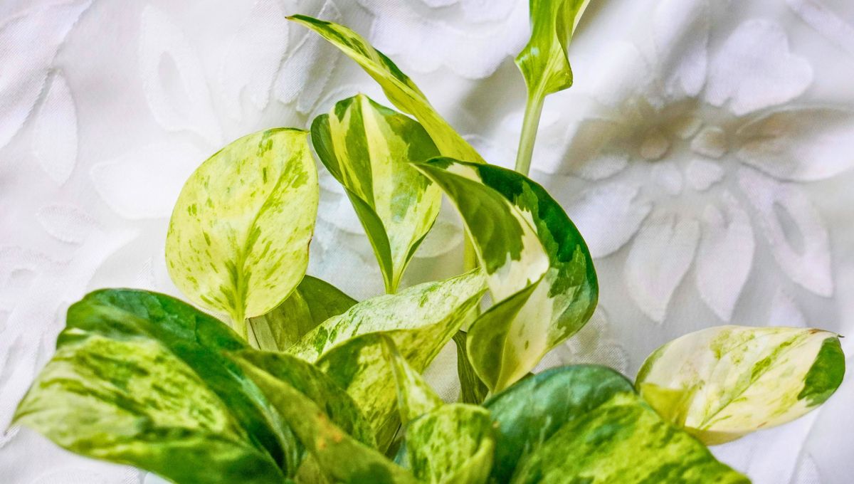 Gracias a estos consejos de jardinería, el potus se mantendrá con un follaje frondoso. Gracias a estos consejos de jardinería, el potus se mantendrá con un follaje frondoso.