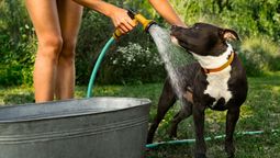 Tu perro puede sufrir golpes de calor si no le prestas atención en verano. Tu perro puede sufrir golpes de calor si no le prestas atención en verano.