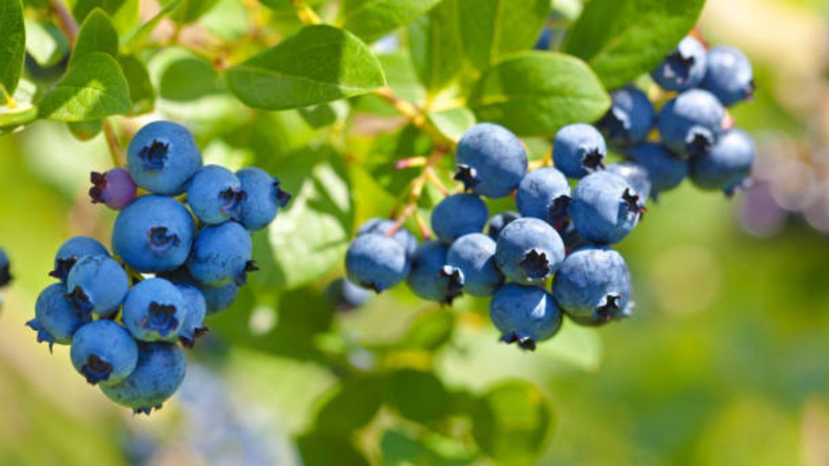 Conoce todos los beneficios de los arándanos para la salud.