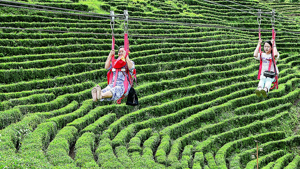 Una tirolesa permite a los turistas disfrutar de una vista especial de una plantación de té en la aldea de Gulou en Shaoyang