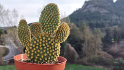 Por qué tener opuntia en casa: los beneficios del Feng Shui