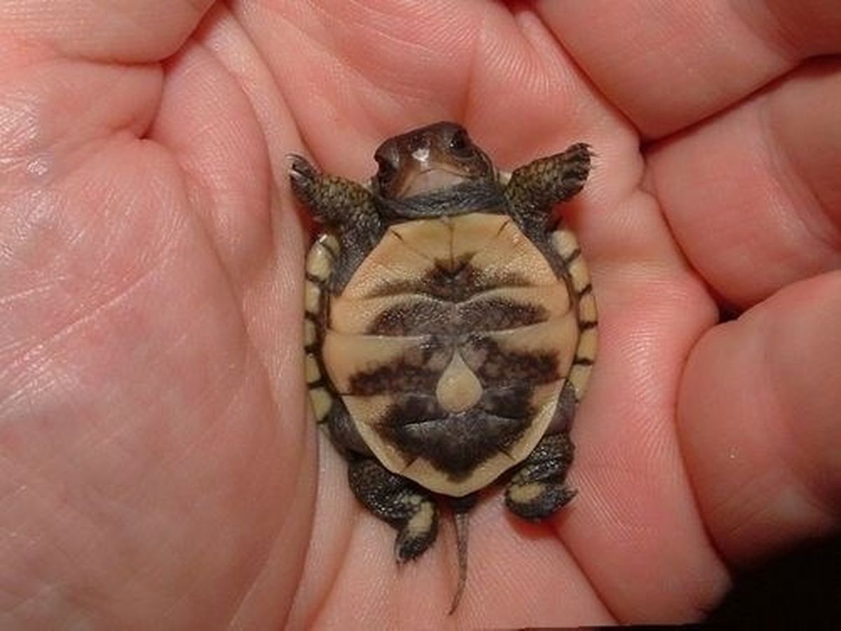 No se trata de una Tortuga Ninja, todavía, pero la tortuguita recién nacida seguro luchará para defenderte y conquistar tu corazón. No se trata de una Tortuga Ninja, todavía, pero la tortuguita recién nacida seguro luchará para defenderte y conquistar tu corazón.