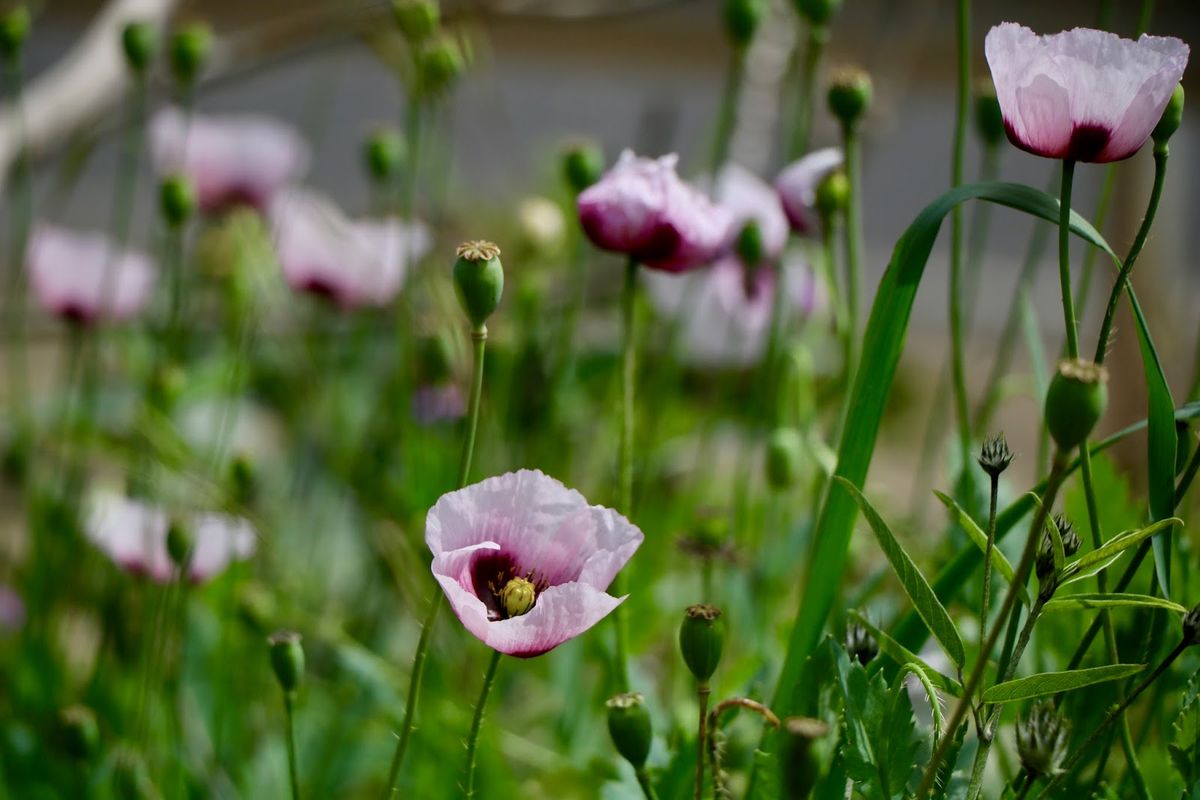 La planta de flores que embellece el jardín. Imagen: Freepik