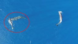 Las ballenas tenían un comportamiento que los científicos nunca habían podido presenciar.