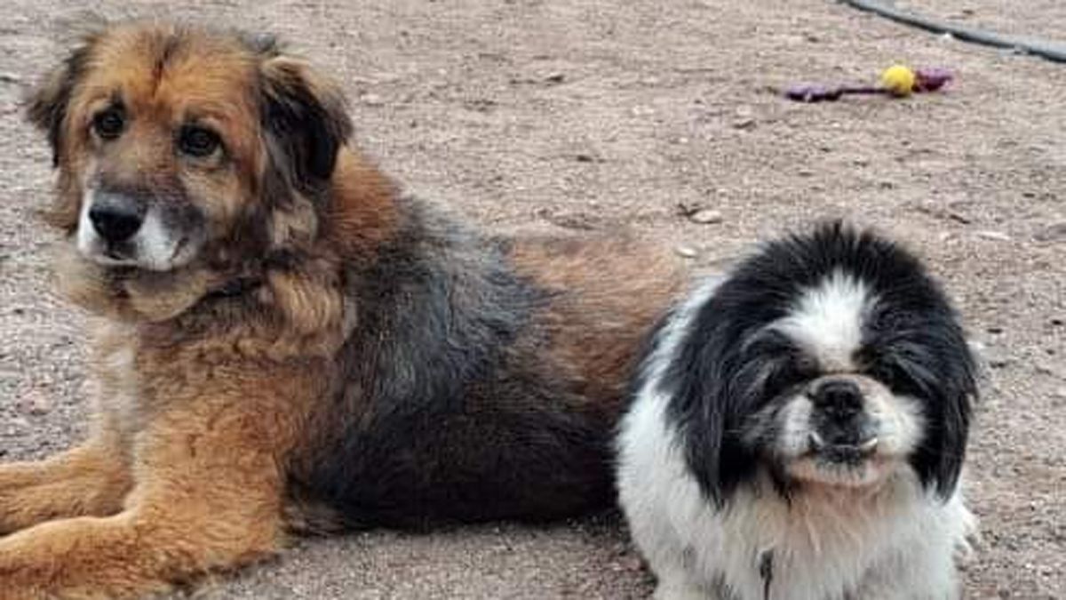 Estos animalitos esperan que los adopten. Estos animalitos esperan que los adopten.