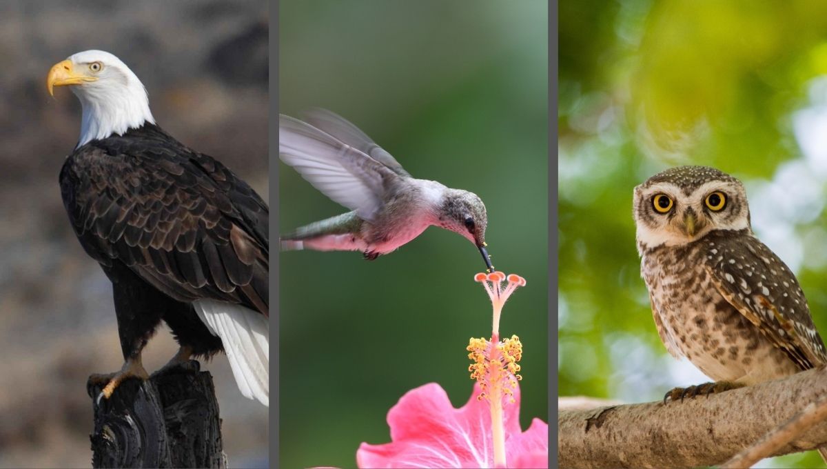 Test de personalidad: elige un pájaro y descubre tu talento oculto
