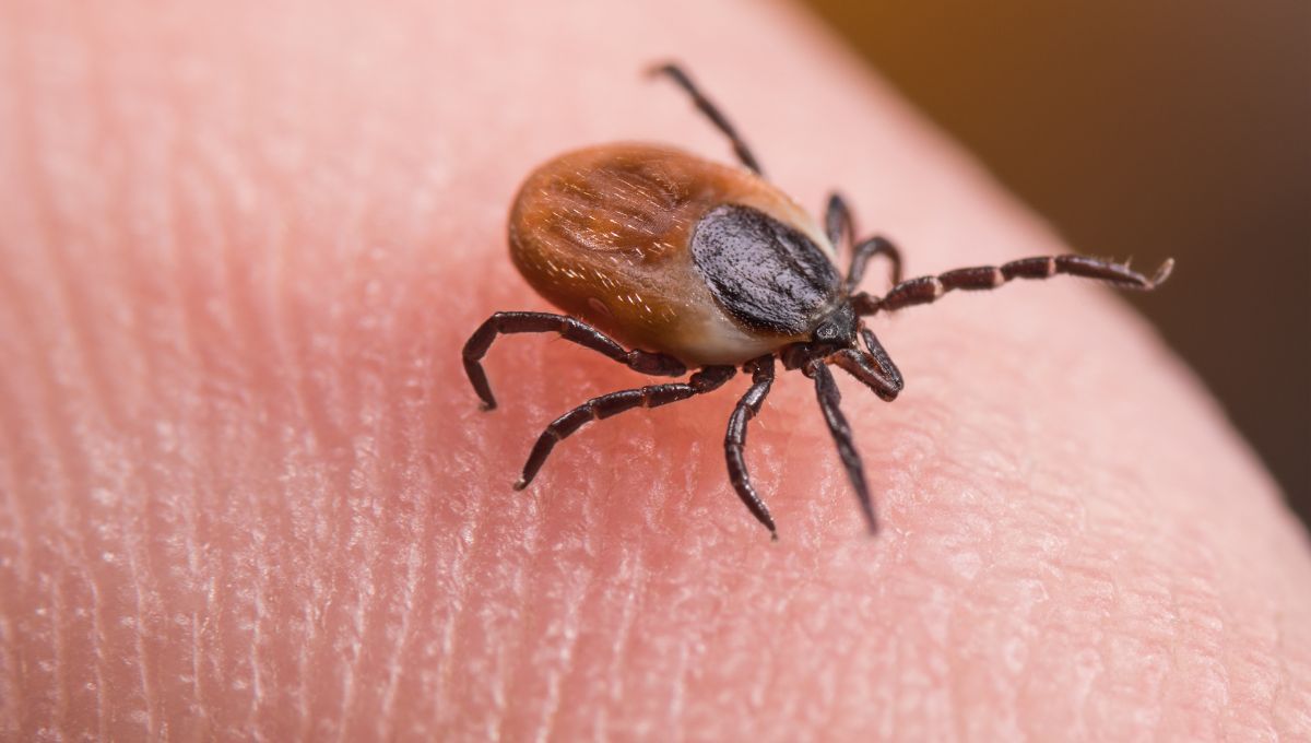 Qué hacer si te pica una garrapata y cómo desinfectar la piel