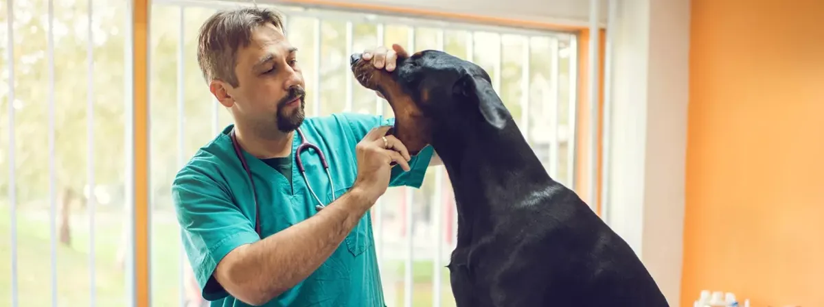 Antes de realizar este truco casero, es mejor que consultes con un veterinario.  Antes de realizar este truco casero, es mejor que consultes con un veterinario. 