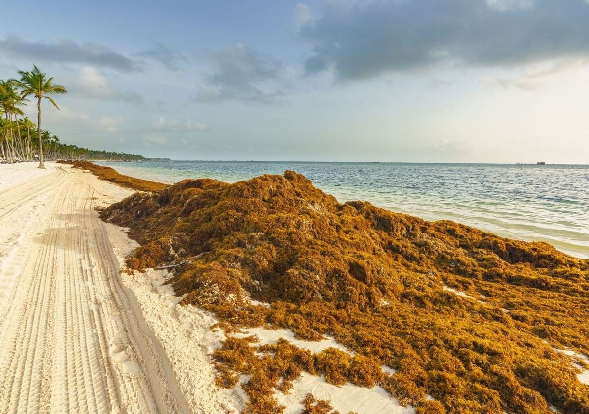 Sargazo en Punta Cana: cuando abandona las playas del Caribe