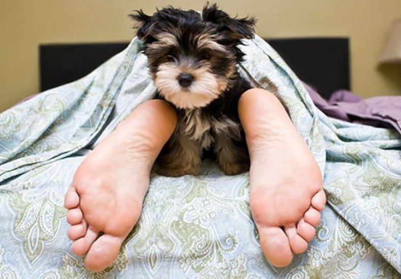 La ciencia logró situar el origen de la amistad entre perros y humanos