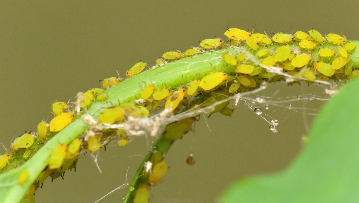 El pulgón puede dañar a la planta hasta la muerte. El pulgón puede dañar a la planta hasta la muerte. 