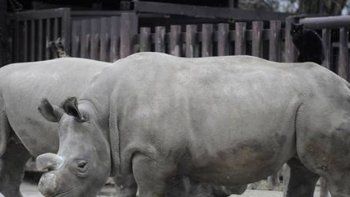 Murió un rinoceronte blanco y solo quedan 3 ejemplares en el mundo