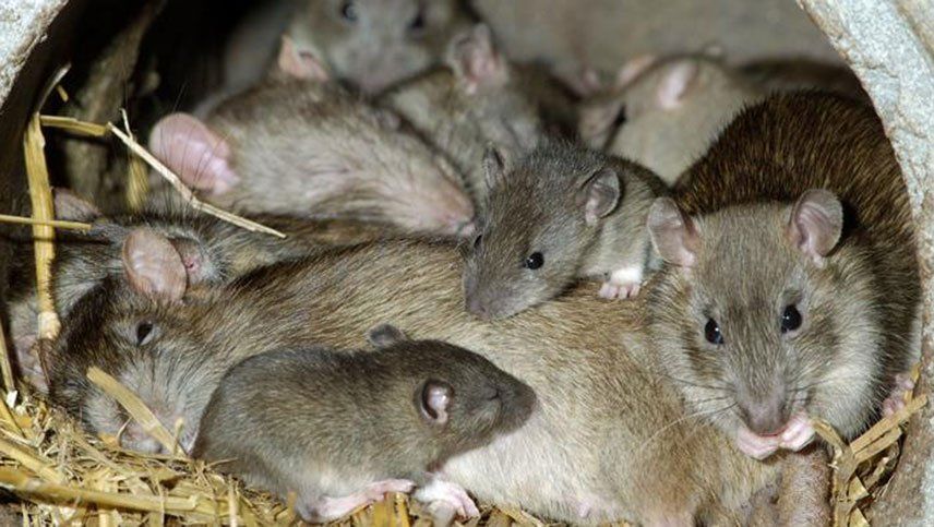 Ratas contagiaron a humanos de Hepatitis E y no se sabe cómo