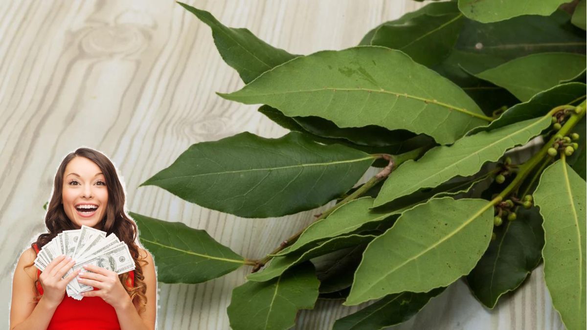 5 maneras de usar el laurel para atraer dinero y abundancia, según el Feng Shui