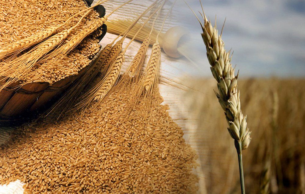 Crece la exportación de cereales con