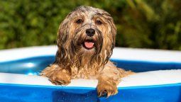 Por un golpe de calor