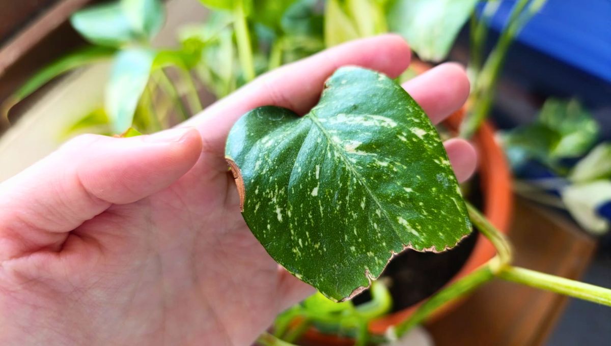 Hojas rotas y quebradas en tu planta de potus: cuáles son las causas